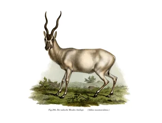 Advento, 1860